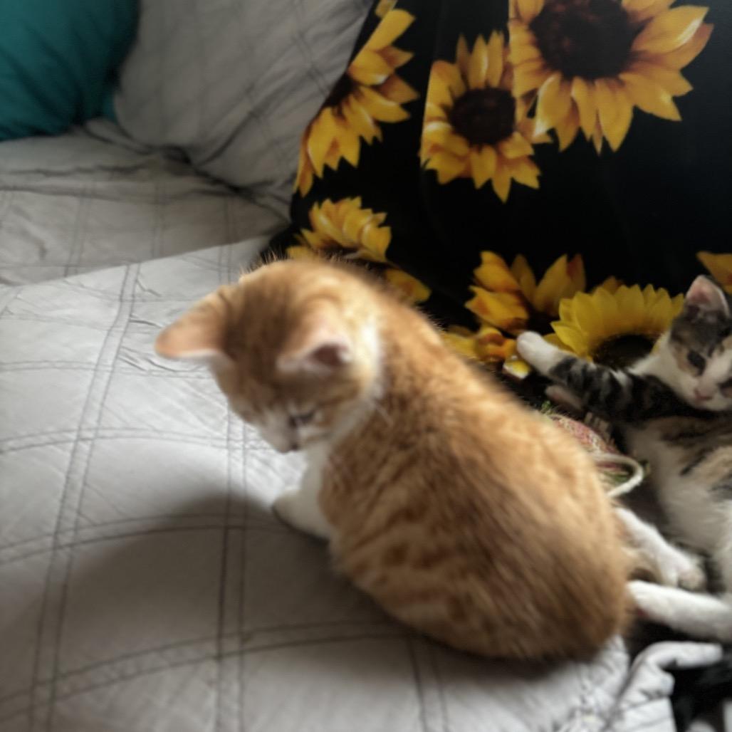 Robin Felv+ Mama thumbnail 3