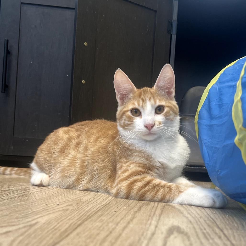 Enlarge Robin, a Adoptable Domestic Short Hair in Granville, OH image 3/5