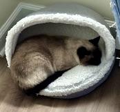 Rose, adopted, Senior Female Siamese.