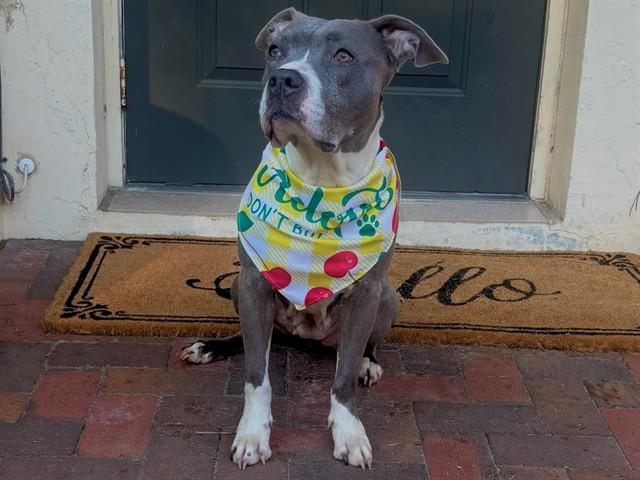 Enlarge CRYSTAL, a Adoptable Staffordshire Bull Terrier in Ocala, FL image 1/1