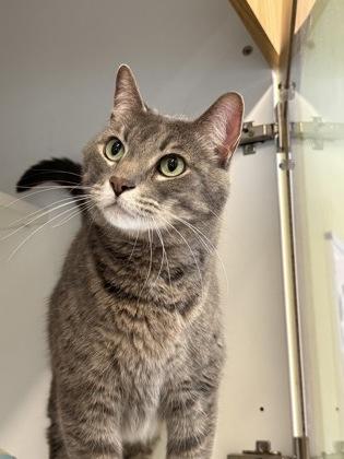 Tom, ADOPTABLE, Adult Male Domestic Short Hair.