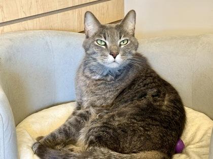 Enlarge Tom, a ADOPTABLE Domestic Short Hair in Downers Grove, IL image 2/3
