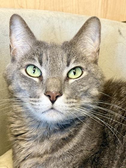 Enlarge Tom, a ADOPTABLE Domestic Short Hair in Downers Grove, IL image 3/3