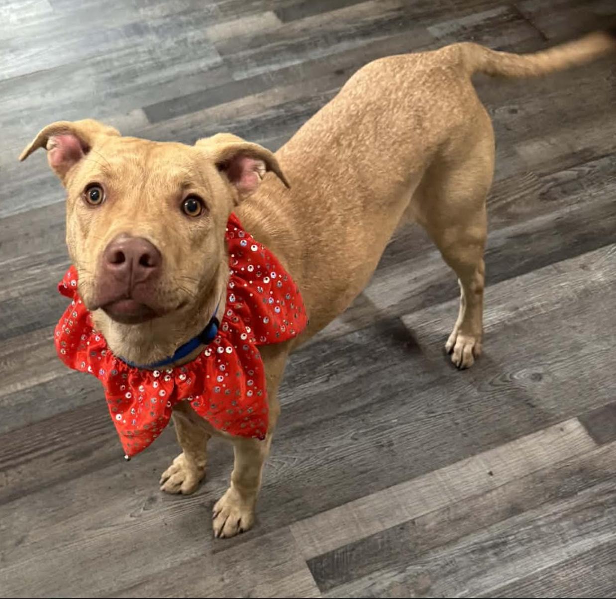 Enlarge Sandy, a ADOPTABLE mixed breed in Woburn, MA image 1/4