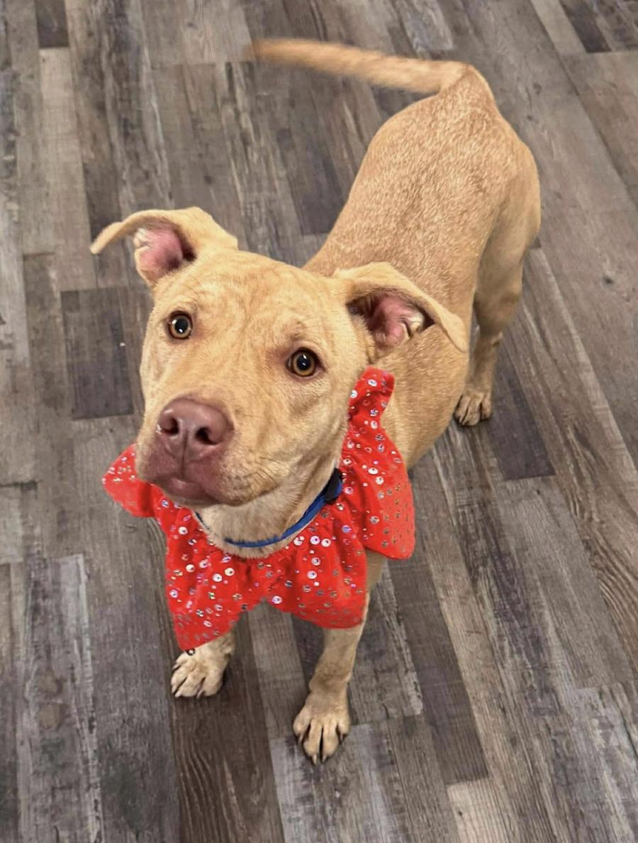 Enlarge Sandy, a ADOPTABLE mixed breed in Woburn, MA image 2/4