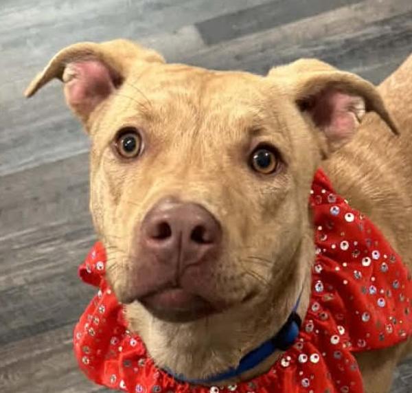 Enlarge Sandy, a ADOPTABLE mixed breed in Woburn, MA image 3/4