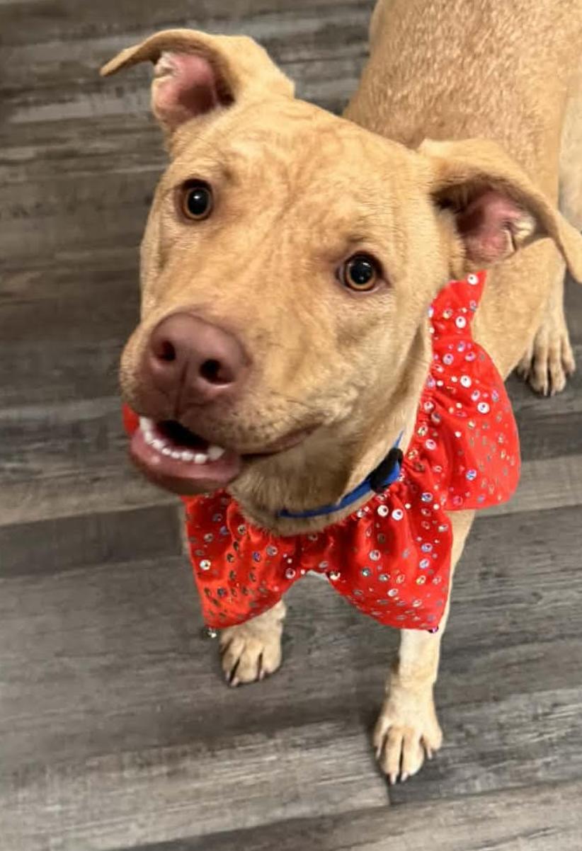 Enlarge Sandy, a ADOPTABLE mixed breed in Woburn, MA image 4/4