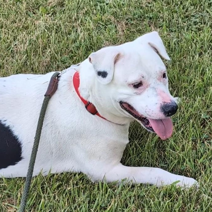 Enlarge Bella, a Adoptable mixed breed in Carthage, IL image 1/6
