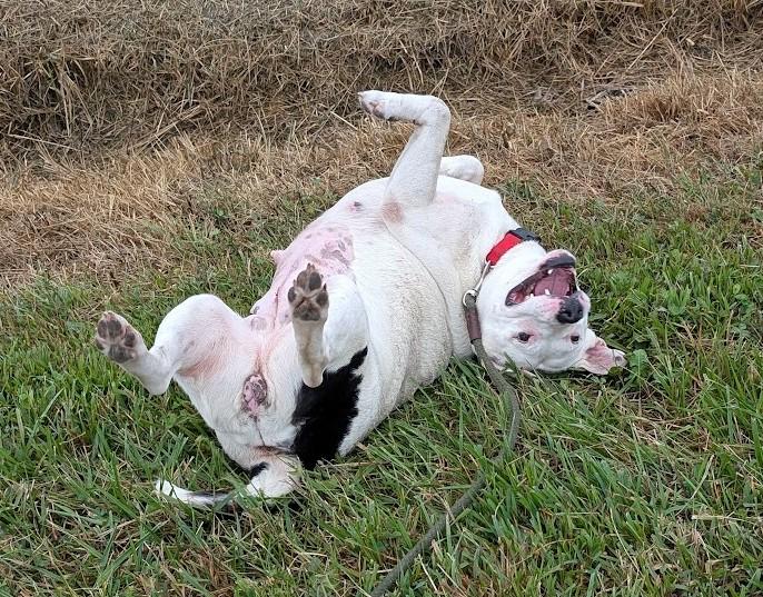 Enlarge Bella, a Adoptable mixed breed in Carthage, IL image 3/6