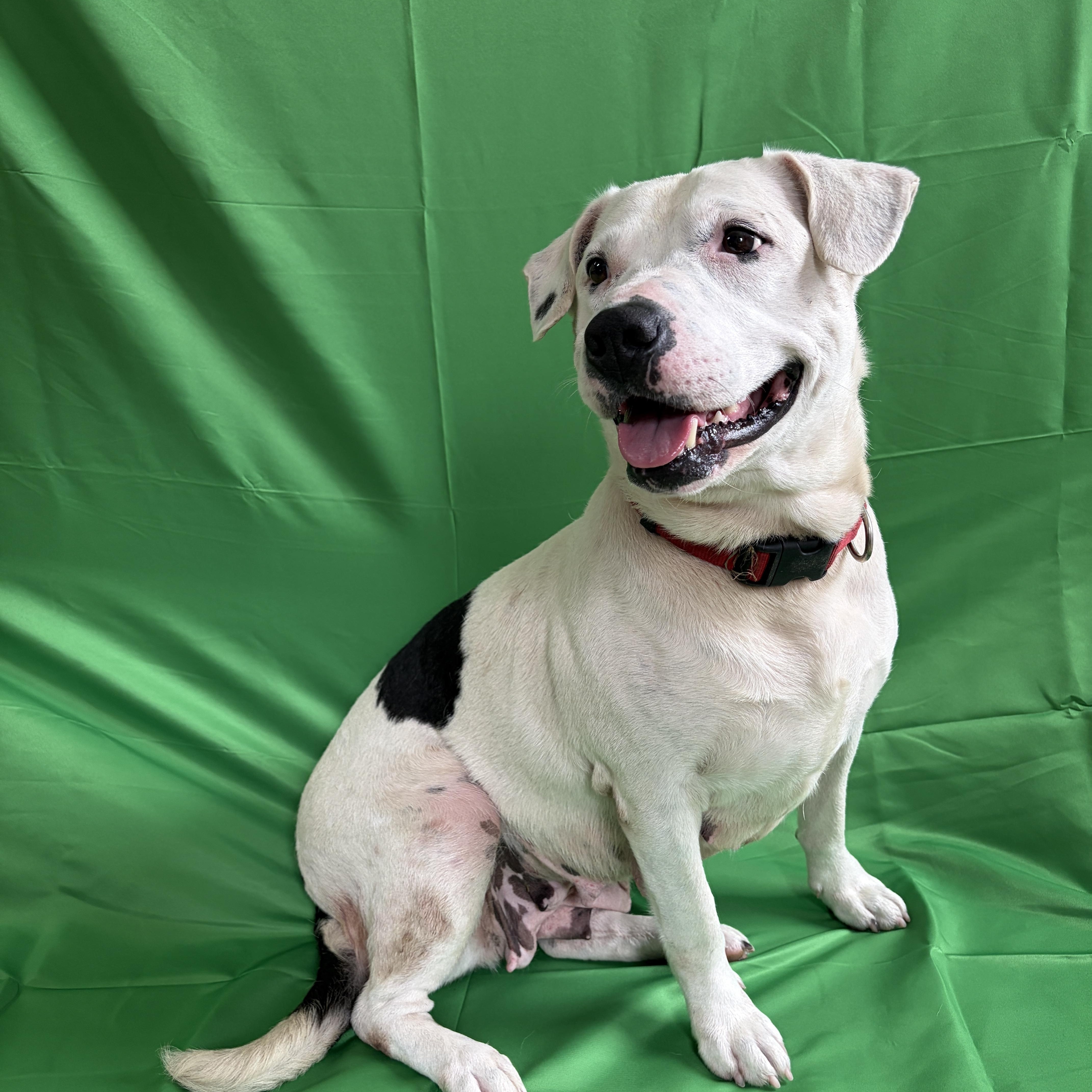 Enlarge Bella, a Adoptable mixed breed in Carthage, IL image 1/5