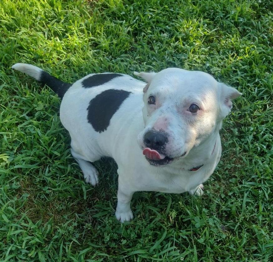 Enlarge Bella, a Adoptable mixed breed in Carthage, IL image 5/6