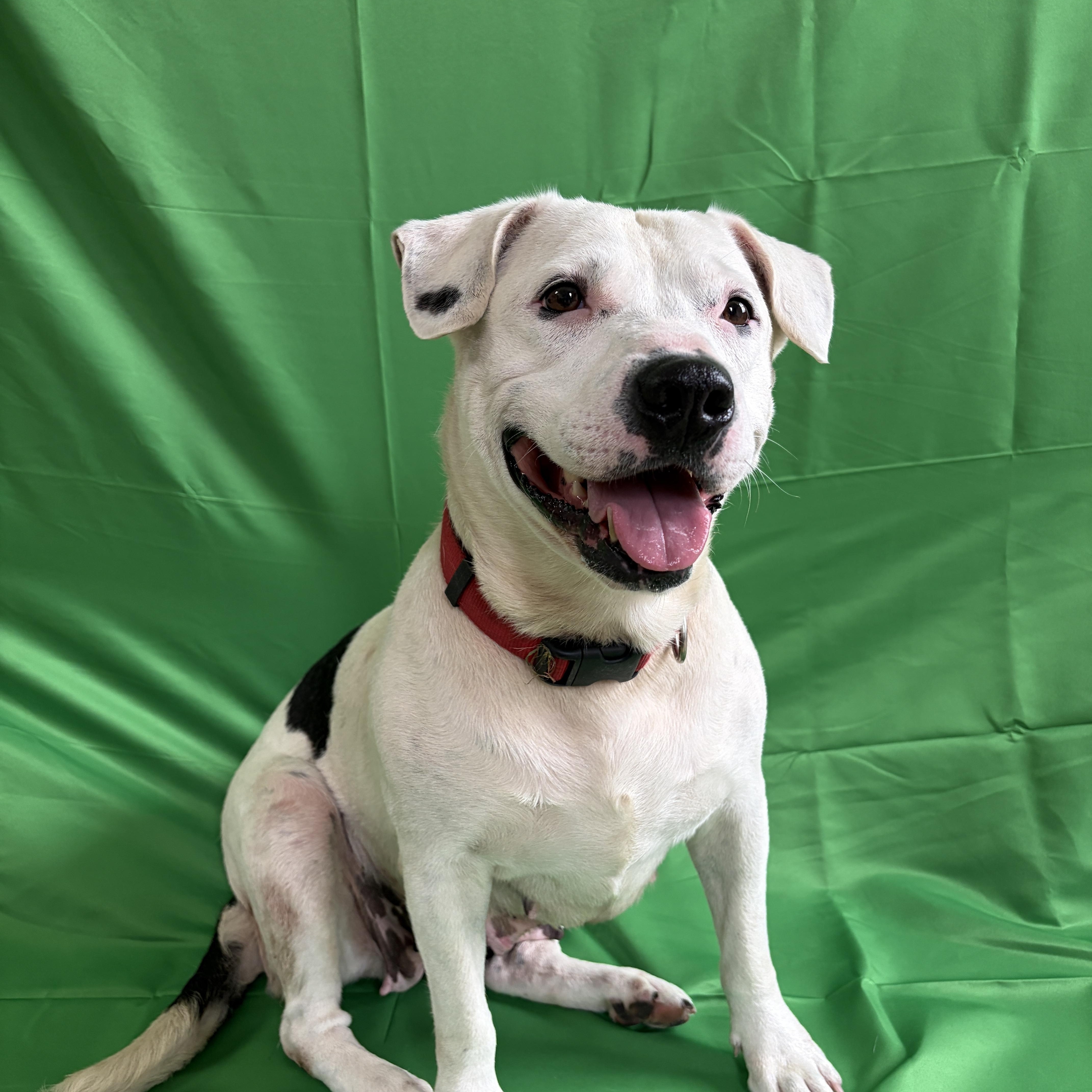 Enlarge Bella, a Adoptable mixed breed in Carthage, IL image 2/5