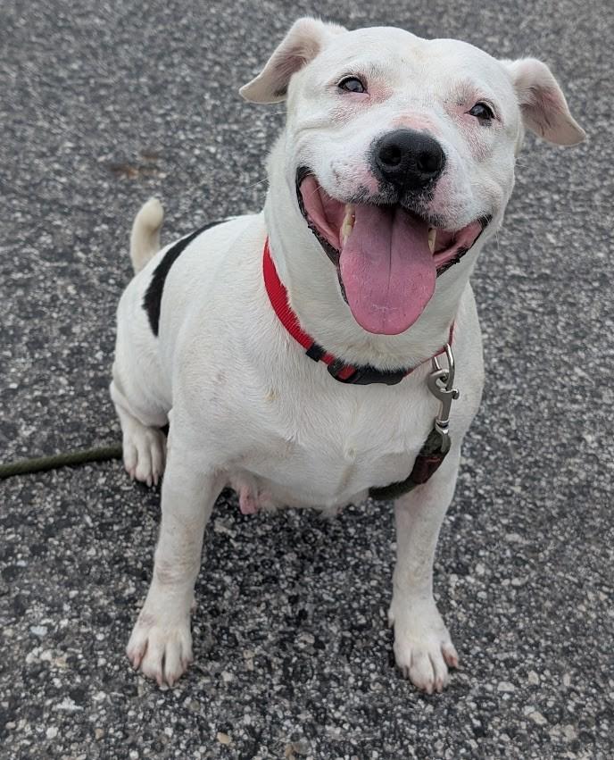 Enlarge Bella, a Adoptable mixed breed in Carthage, IL image 2/6