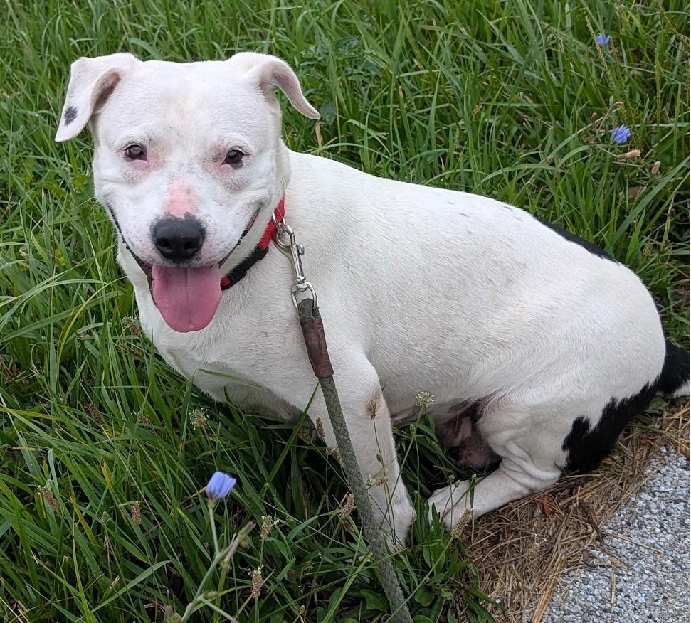 Enlarge Bella, a Adoptable mixed breed in Carthage, IL image 4/6