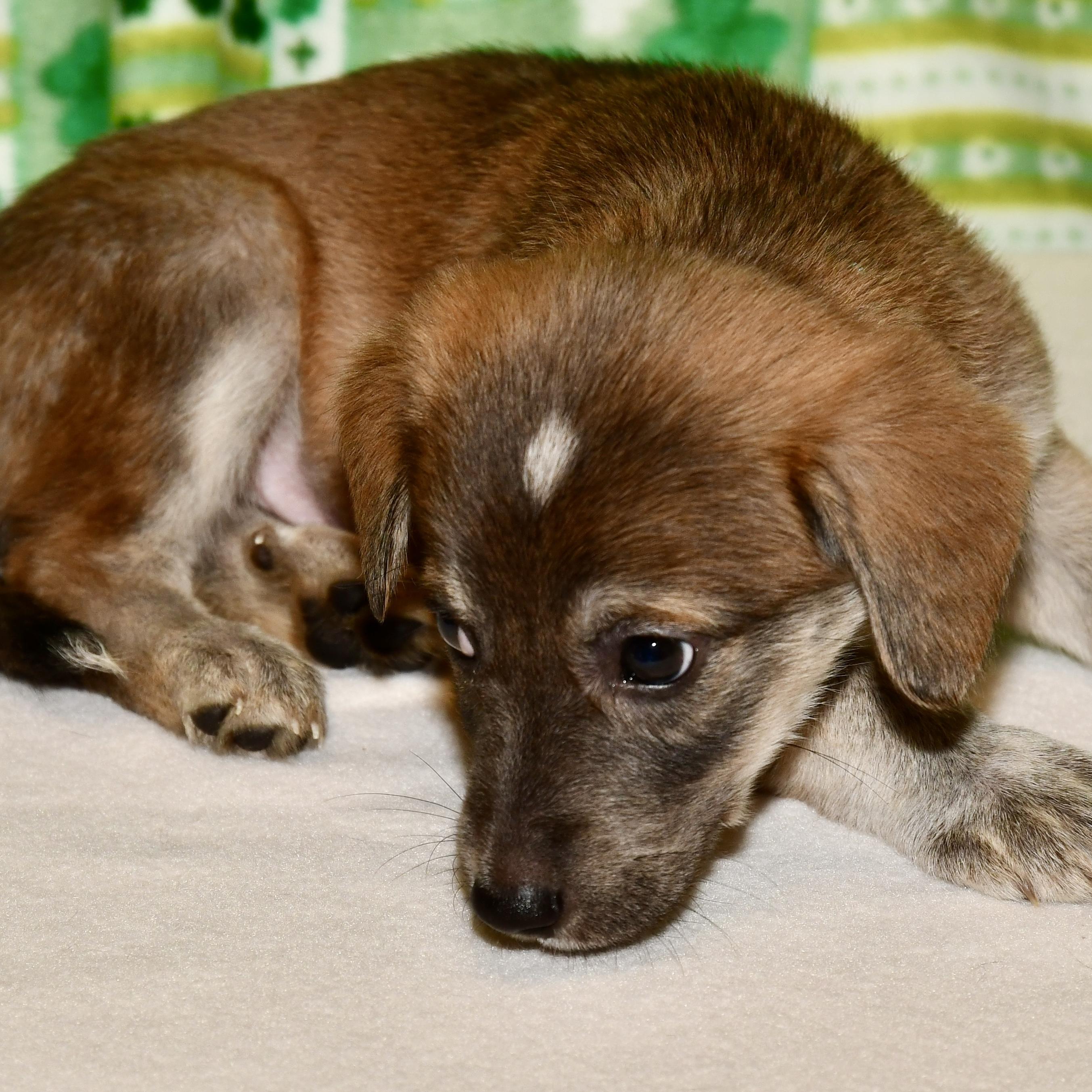 Enlarge Marge, an adoptable mixed breed in Libertyville, IL image 3/3