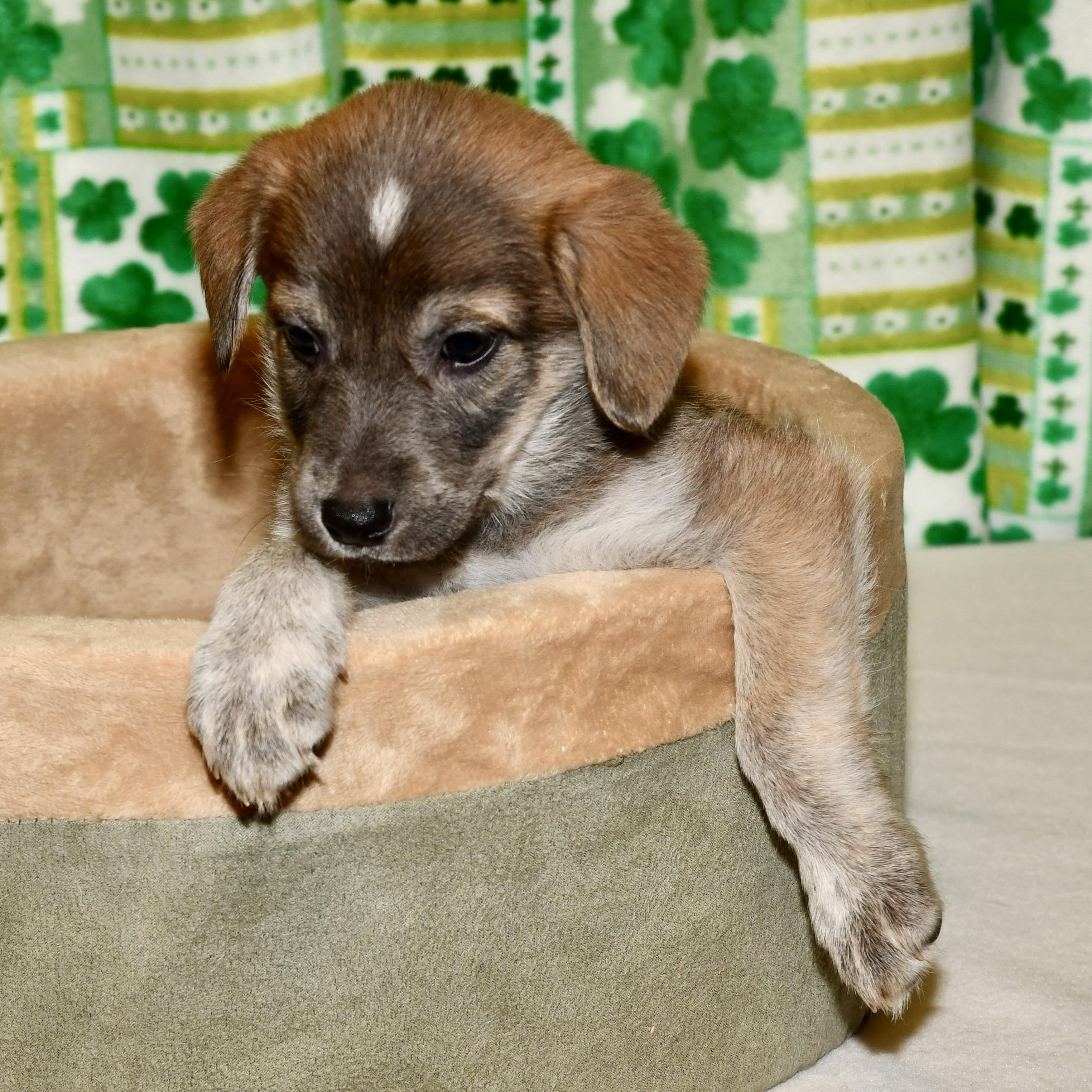 Enlarge Marge, an adoptable mixed breed in Libertyville, IL image 2/3