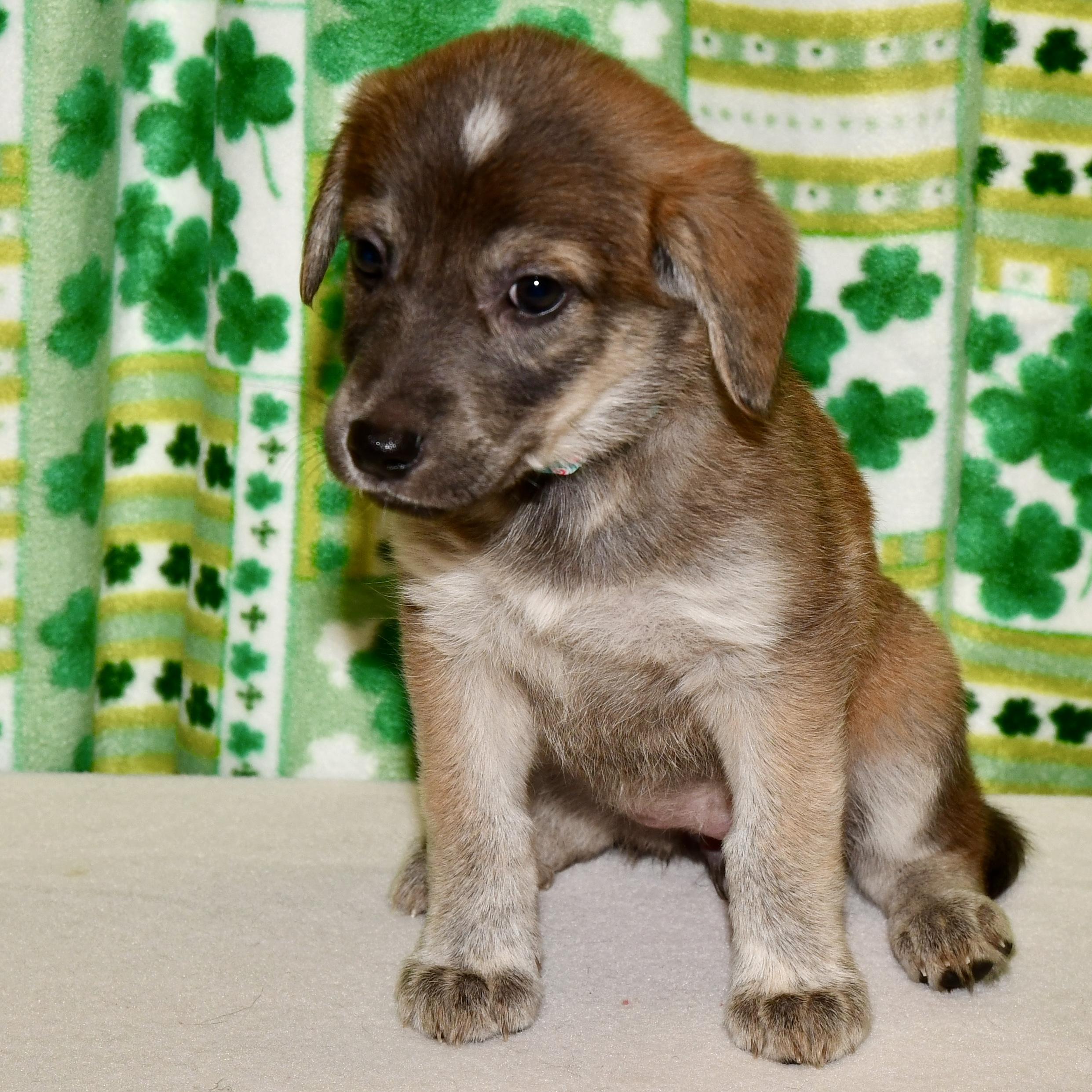 Enlarge Marge, an adoptable mixed breed in Libertyville, IL image 1/3