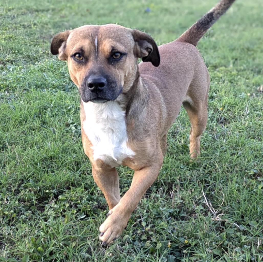 Zeus, Young Male Mixed Breed