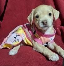 Enlarge NIXIE, an adopted mixed breed in fort worth, TX image 1/6