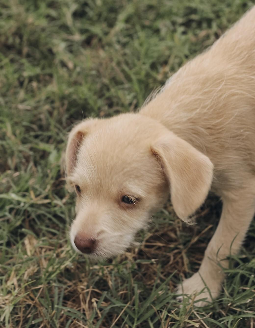 Enlarge NIXIE, an adopted mixed breed in fort worth, TX image 4/6