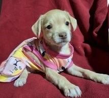 Enlarge NIXIE, an adopted mixed breed in fort worth, TX image 3/6