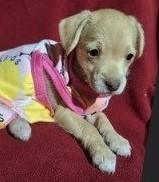 Enlarge NIXIE, an adopted mixed breed in fort worth, TX image 5/6