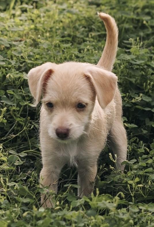 Enlarge NIXIE, an adopted mixed breed in fort worth, TX image 2/6