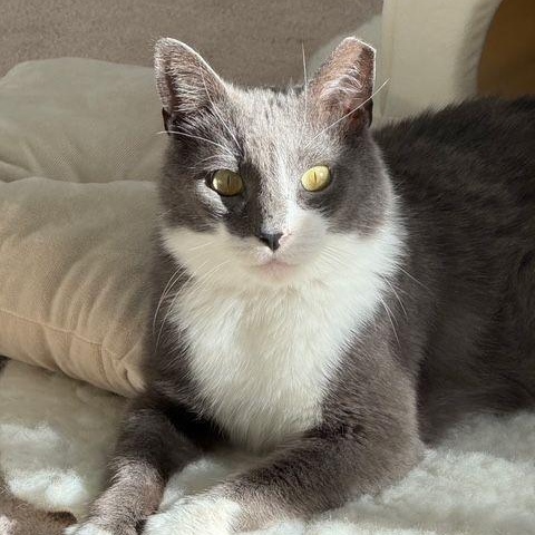 Boots, a ADOPTABLE Domestic Short Hair in Lake Orion, MI image 1/4