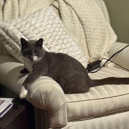 Boots, a ADOPTABLE Domestic Short Hair in Lake Orion, MI image 4/4