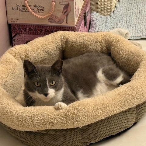 Boots, a ADOPTABLE Domestic Short Hair in Lake Orion, MI image 3/4