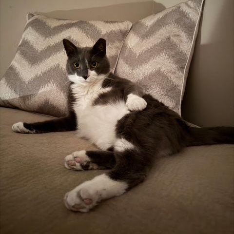 Boots, a ADOPTABLE Domestic Short Hair in Lake Orion, MI image 2/4