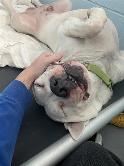 Emjay, ADOPTABLE, Adult Male Mixed Breed.