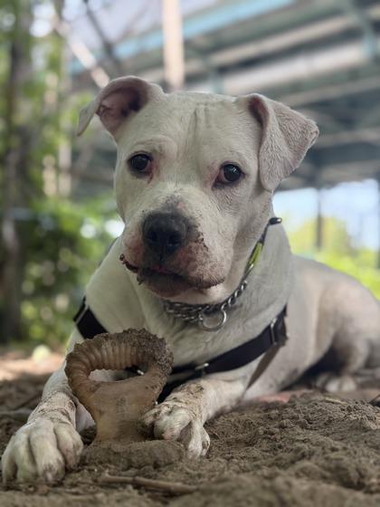 Enlarge Emjay, a ADOPTABLE Mixed Breed in Toronto, ON image 2/4