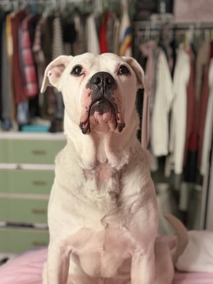 Enlarge Emjay, a ADOPTABLE Mixed Breed in Toronto, ON image 2/3