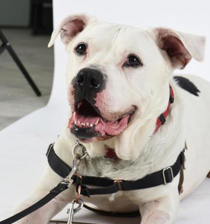 Enlarge Emjay, a ADOPTABLE Mixed Breed in Toronto, ON image 3/3