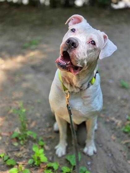 Enlarge Emjay, a ADOPTABLE Mixed Breed in Toronto, ON image 4/4