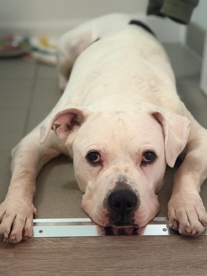 Enlarge Emjay, a ADOPTABLE Mixed Breed in Toronto, ON image 1/3