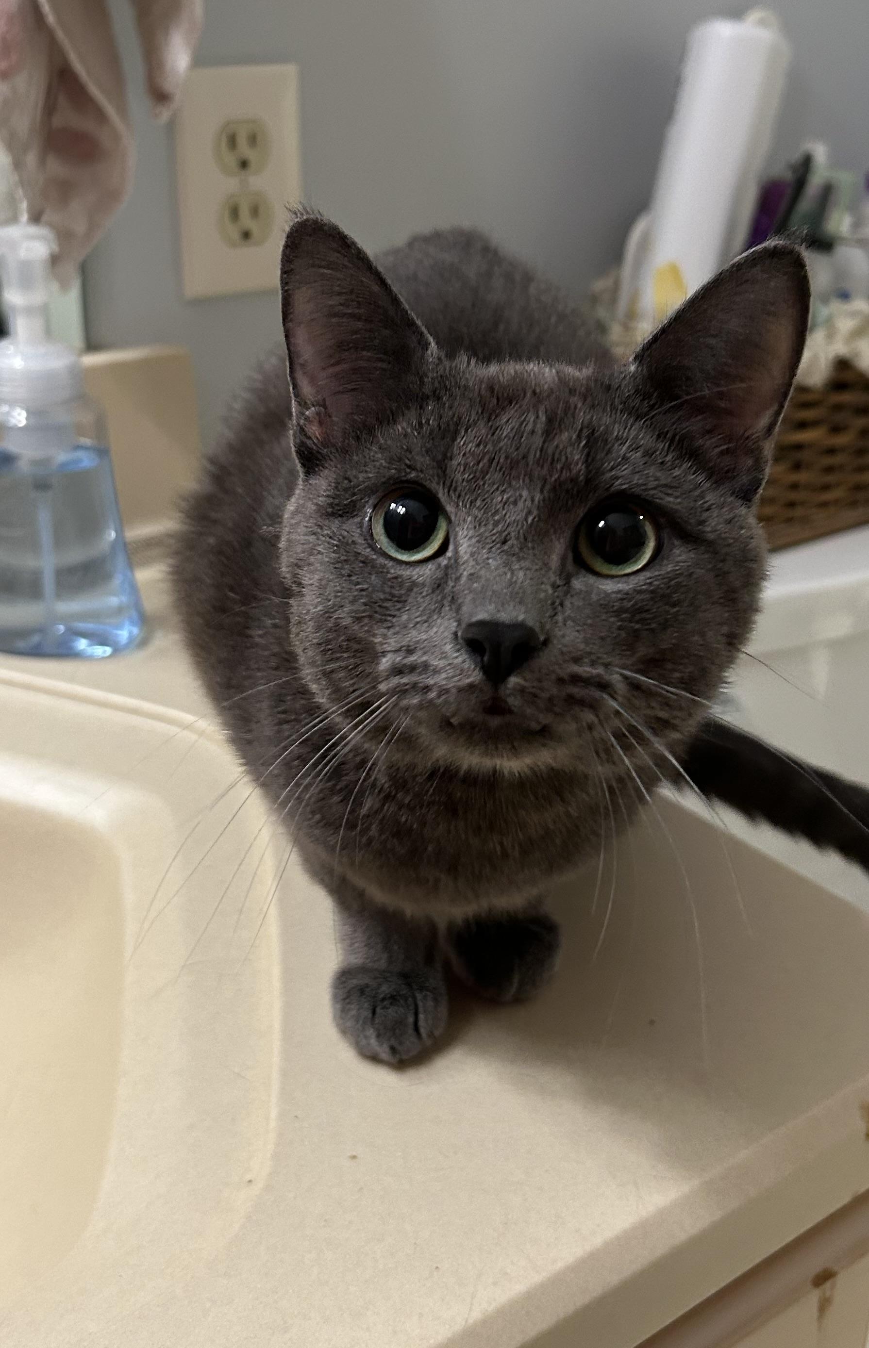 Enlarge Finn, a Adopted Domestic Short Hair in Farmington Hills, MI image 1/2