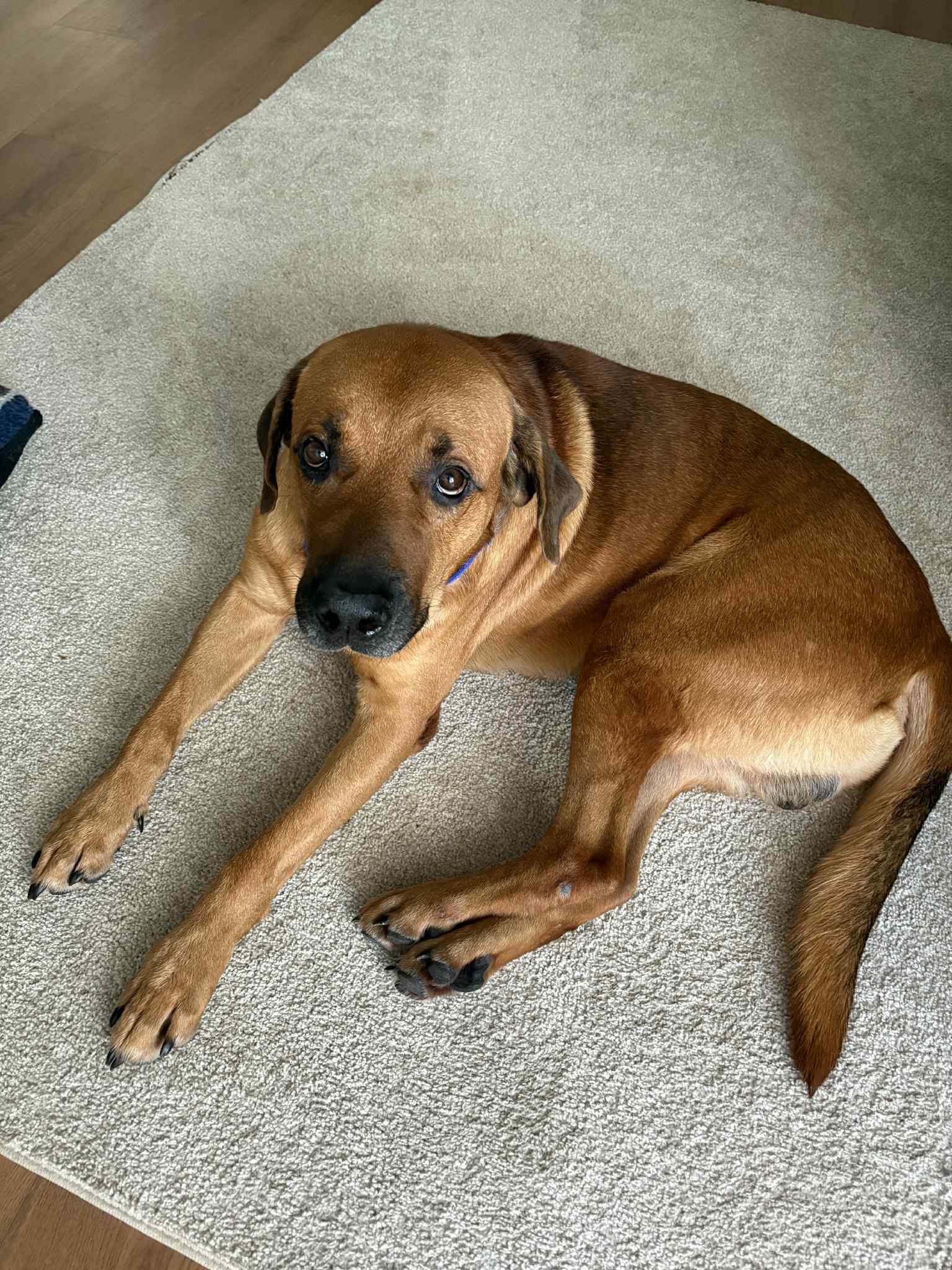 Tucker, Adoptable, Adult Male Labrador Retriever & Rhodesian Ridgeback.