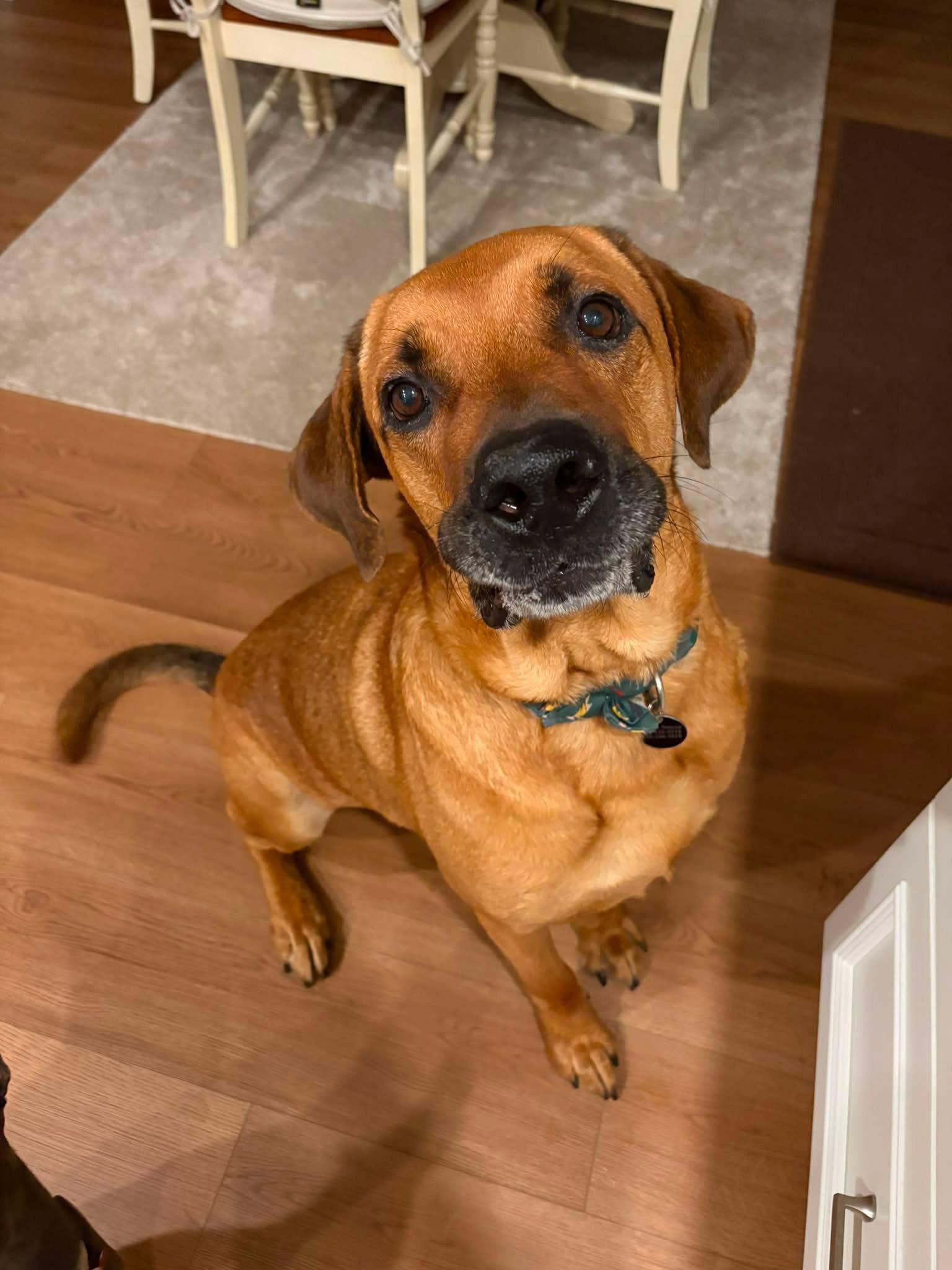 Enlarge Tucker, a Adoptable mixed breed in Springville, NY image 2/3
