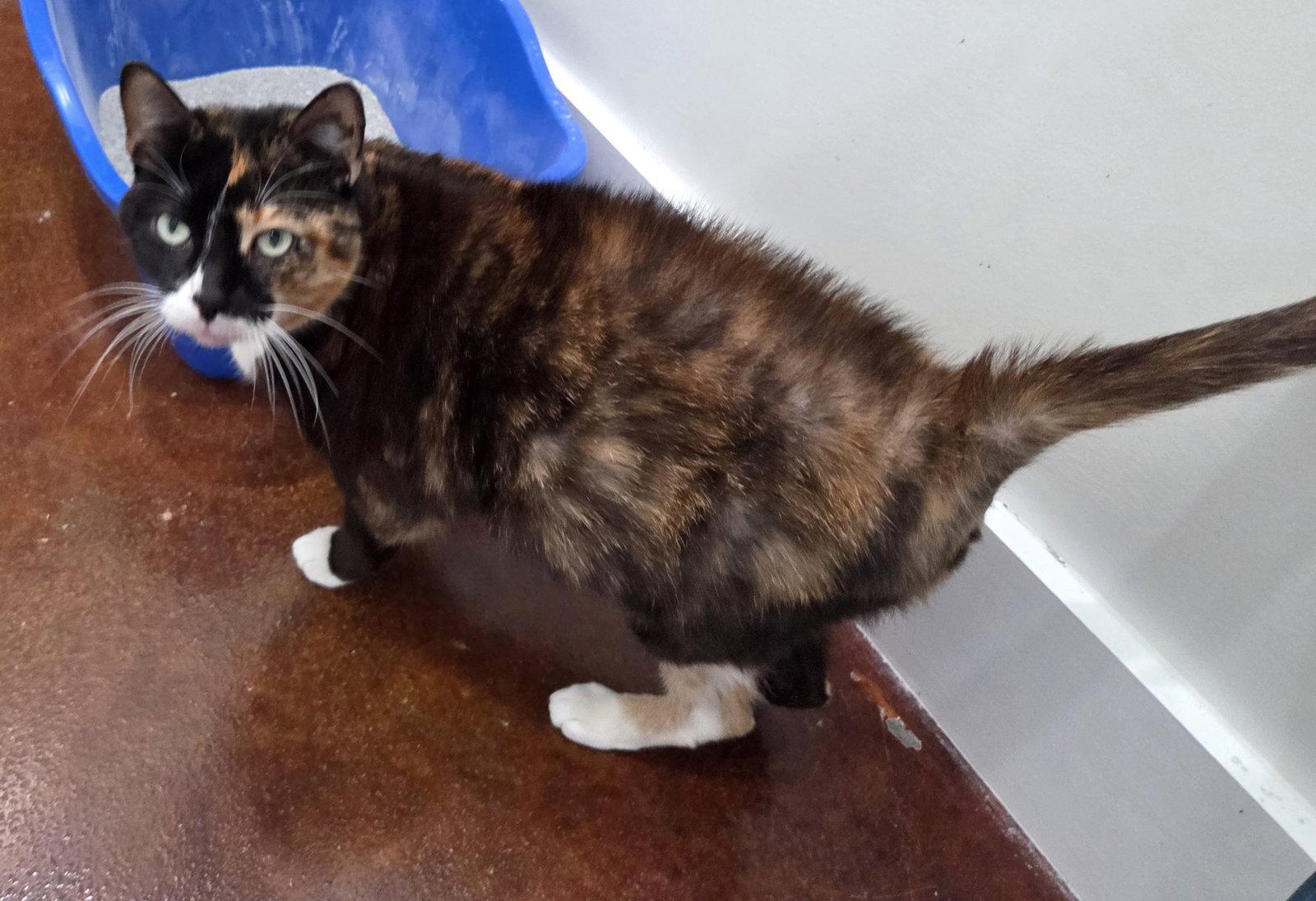 Ari, a Adoptable mixed breed in Magnolia Springs, AL image 1/3