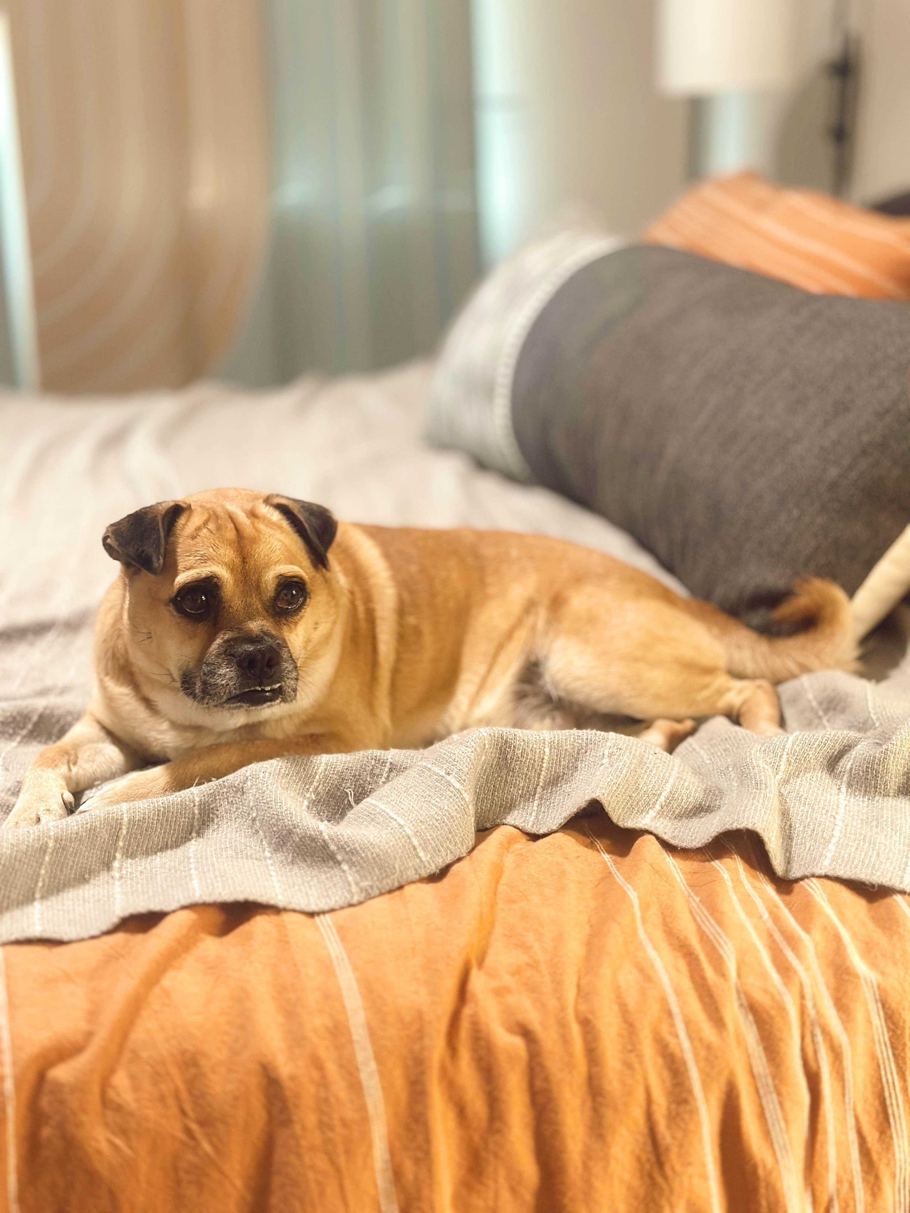 Conway Twitty, ADOPTABLE, Adult Male Pug.