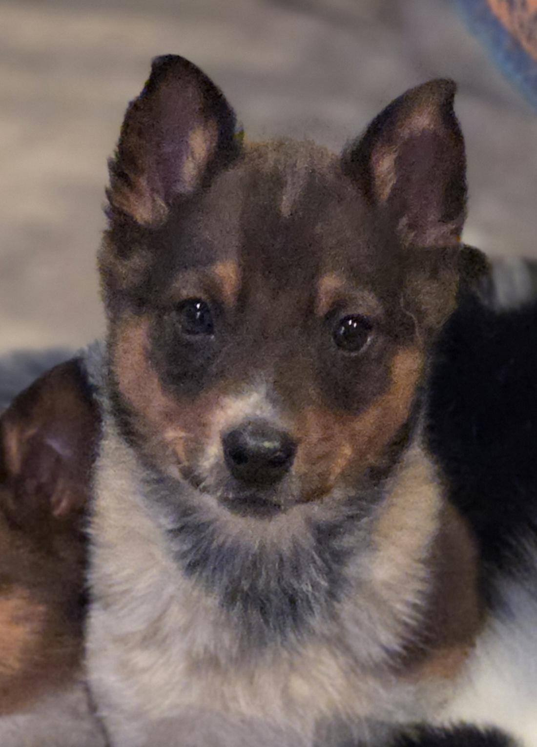 Enlarge Foxy, an adopted Australian Cattle Dog / Blue Heeler in Brookville, PA image 4/4