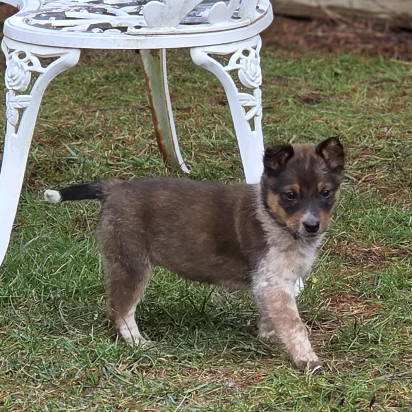 Enlarge Foxy, an adopted Australian Cattle Dog / Blue Heeler in Brookville, PA image 3/4
