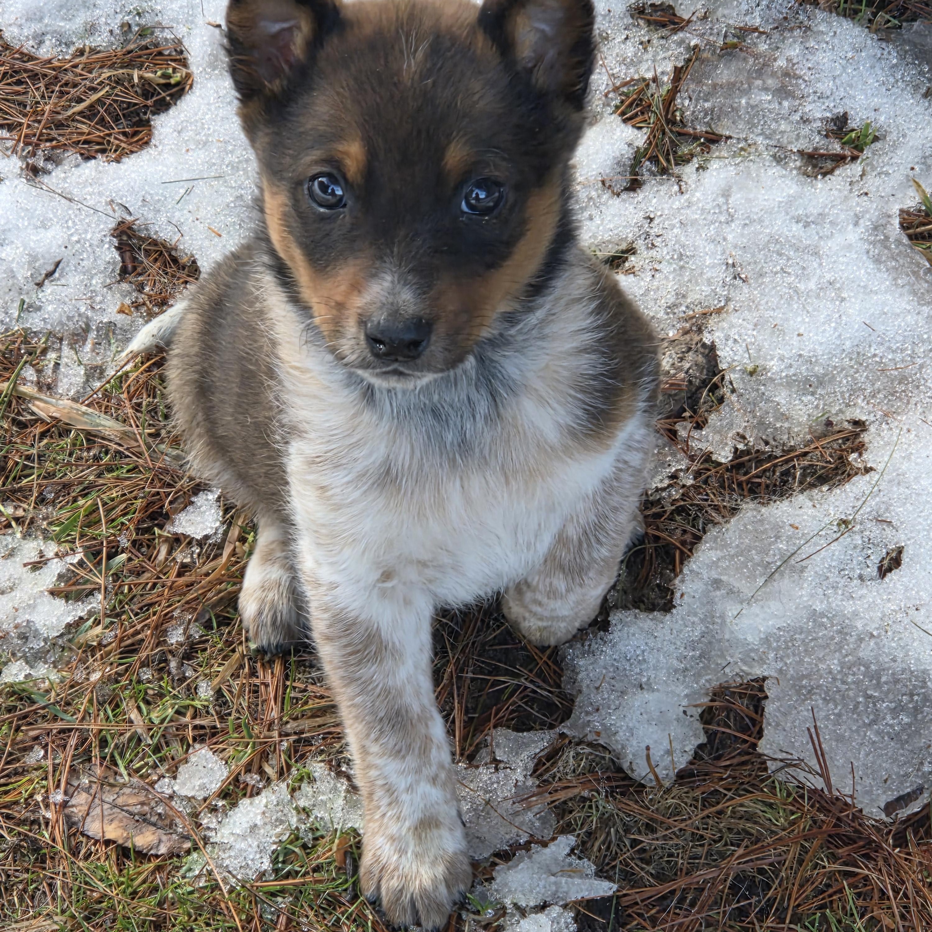 Foxy, adopted, Puppy Female Australian Cattle Dog / Blue Heeler.