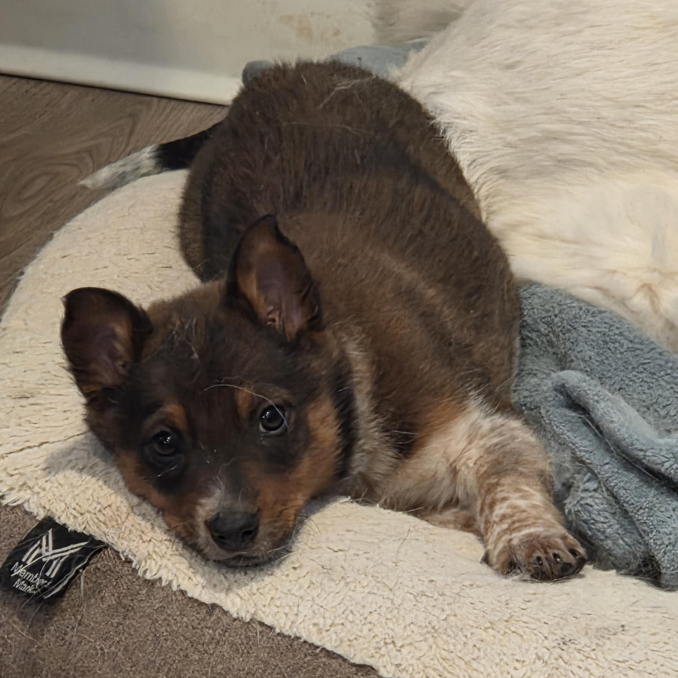 Enlarge Foxy, an adopted Australian Cattle Dog / Blue Heeler in Brookville, PA image 2/4