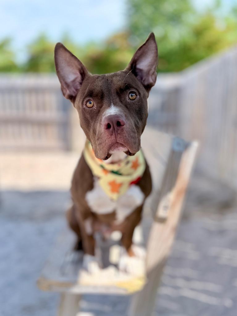 Enlarge Feddi (foster), a Adoptable Mixed Breed in Muskegon, MI image 3/4