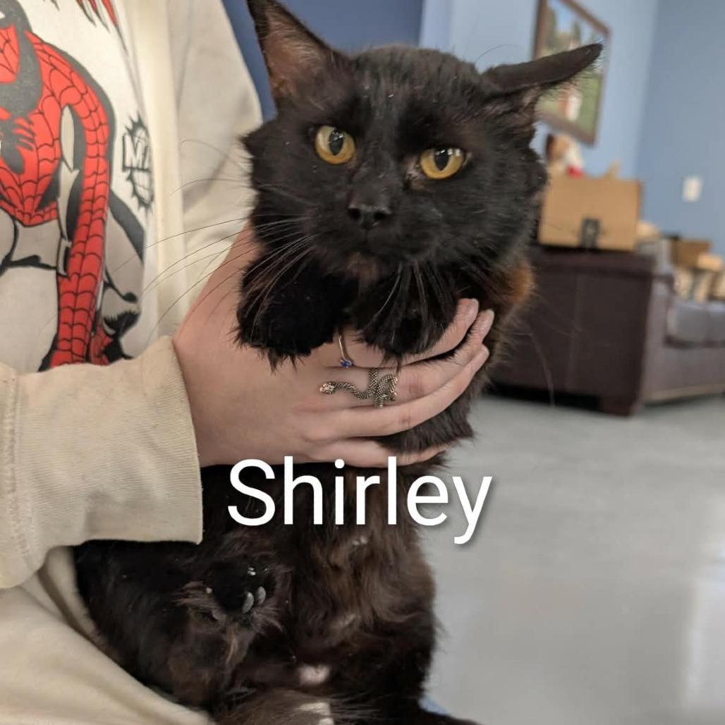 Shirley, Adoptable, Young Female Domestic Medium Hair.