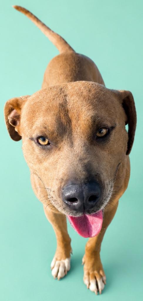 Igor, Adoptable, Adult Male Pit Bull Terrier.
