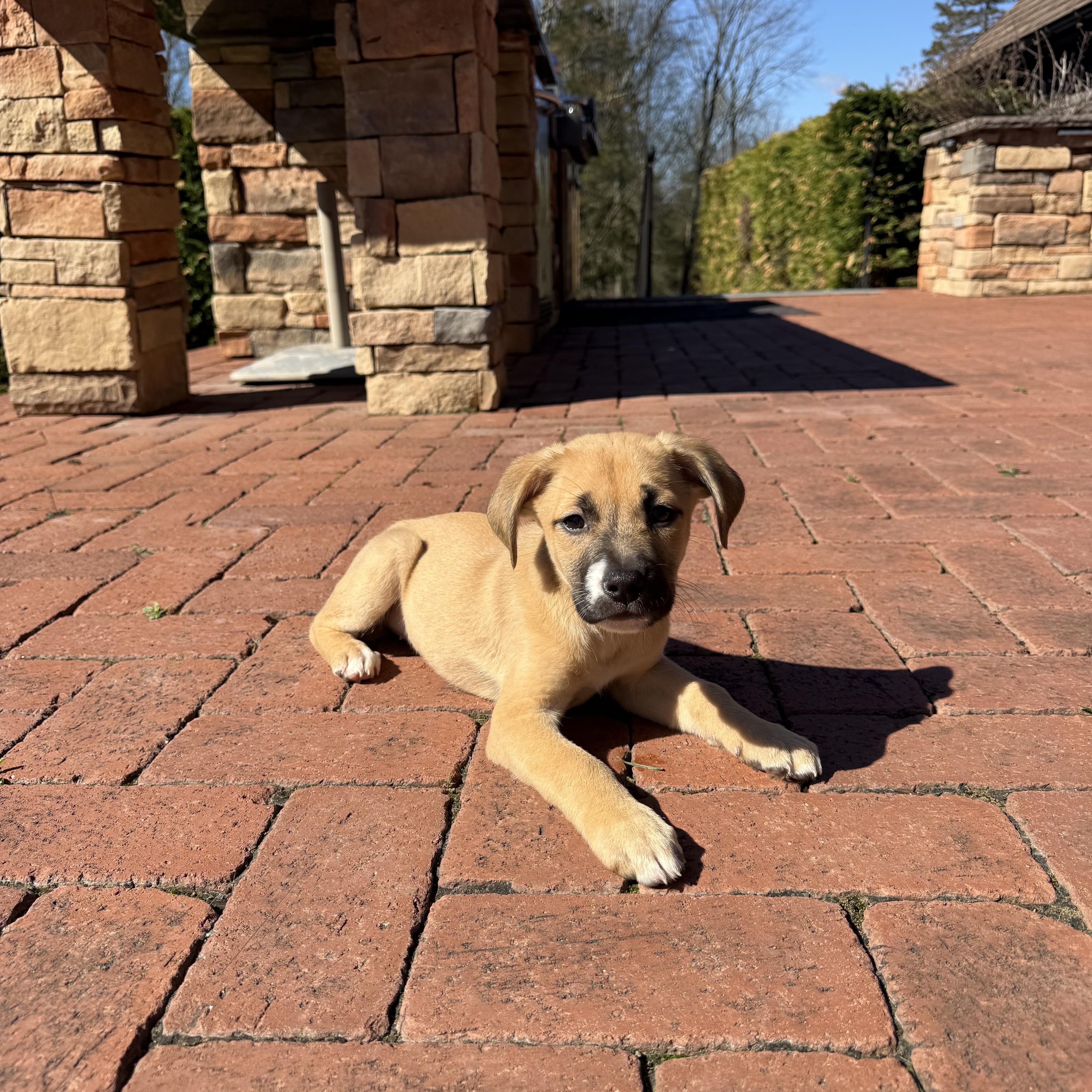 Brandy, ADOPTABLE, Puppy Female Labrador Retriever & Terrier.